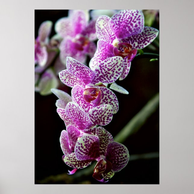 Orchids in Purple Poster (Front)