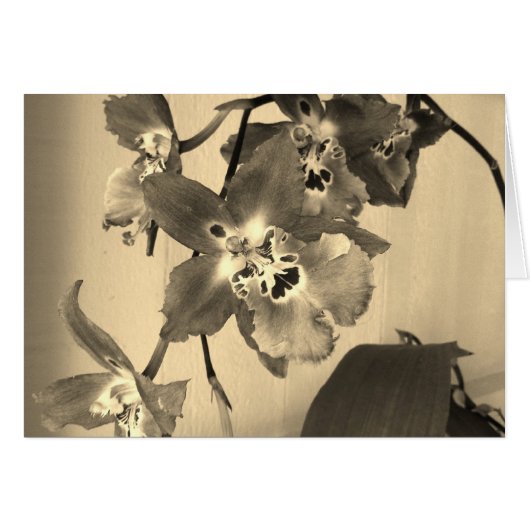 orchids in sepia tone cards (Front Horizontal)
