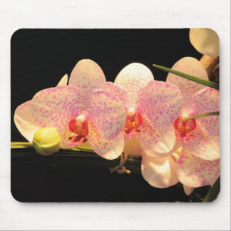 orchids mouse pad