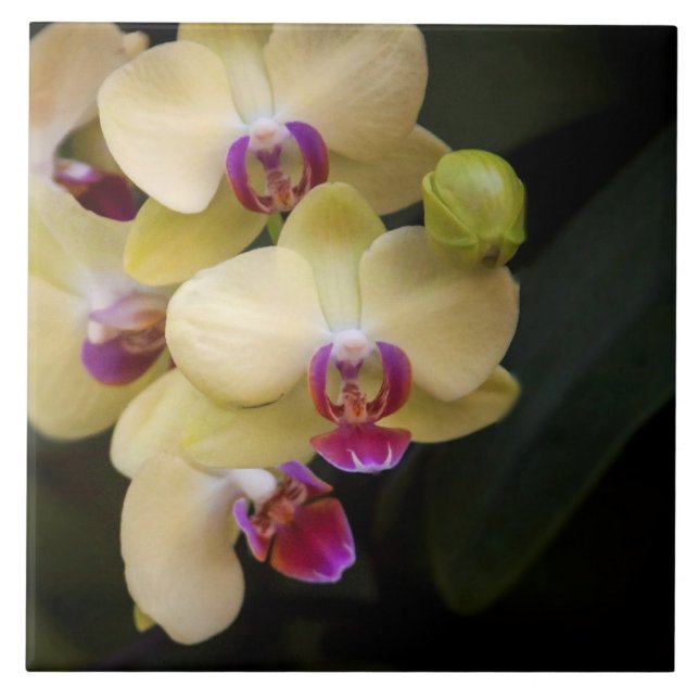 Orchids of pink and yellow ceramic tile (Front)