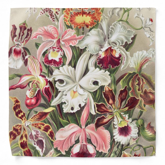 Orchids, Orchideae Denusblumen by Ernst Haeckel Bandana