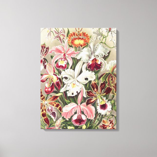 Orchids, Orchideae Denusblumen by Ernst Haeckel Canvas Print (Front)