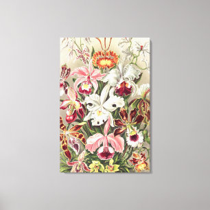 Orchids, Orchideae Denusblumen by Ernst Haeckel Canvas Print