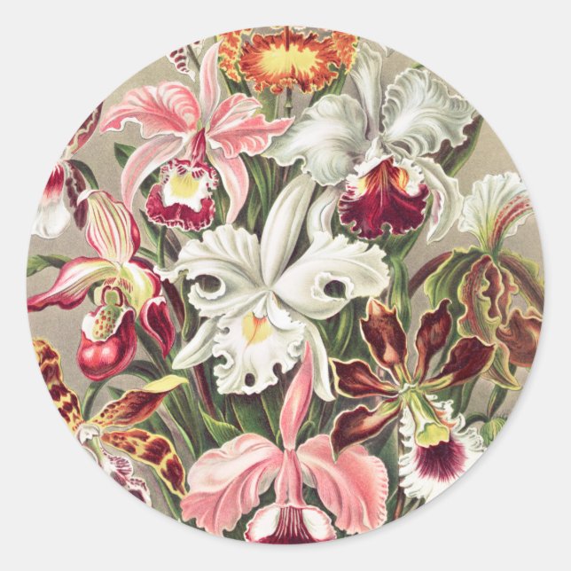 Orchids, Orchideae Denusblumen by Ernst Haeckel Classic Round Sticker (Front)
