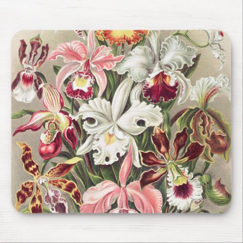 Orchids Orchideae Denusblumen by Ernst Haeckel Mouse Pad