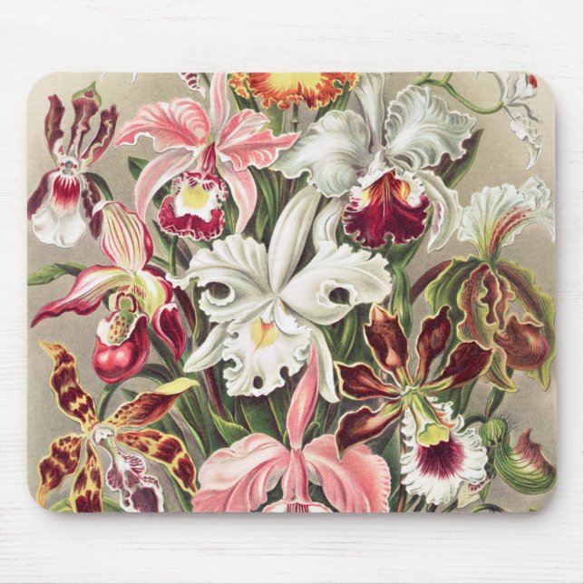 Orchids, Orchideae Denusblumen by Ernst Haeckel Mouse Pad (Front)