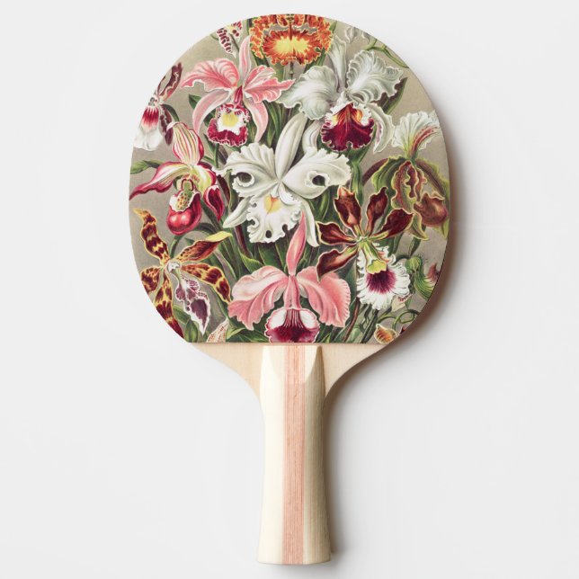 Orchids, Orchideae Denusblumen by Ernst Haeckel Ping Pong Paddle (Front)