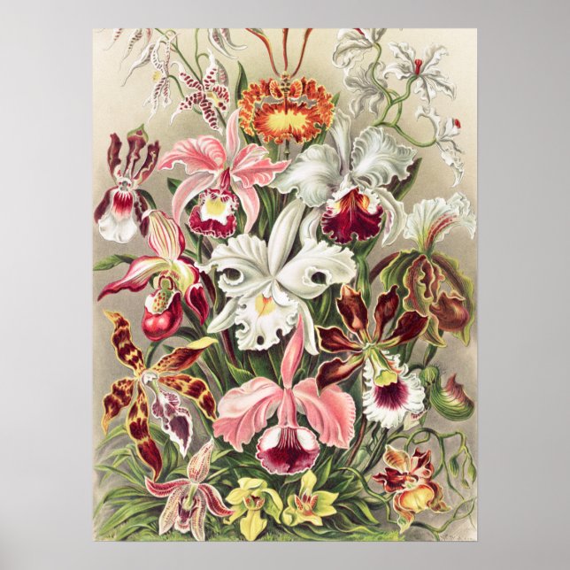 Orchids, Orchideae Denusblumen by Ernst Haeckel Poster (Front)