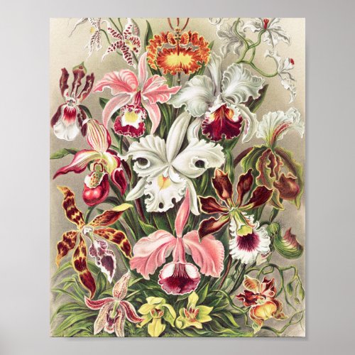 Orchids Orchideae Denusblumen by Ernst Haeckel Poster