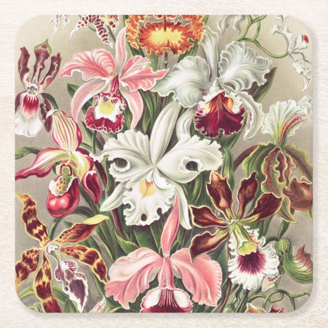 Orchids, Orchideae Denusblumen by Ernst Haeckel Square Paper Coaster (Front)
