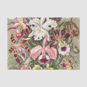 Orchids, Orchideae Denusblumen by Ernst Haeckel Tissue Paper