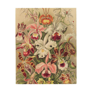 Orchids, Orchideae Denusblumen by Ernst Haeckel Wood Wall Art