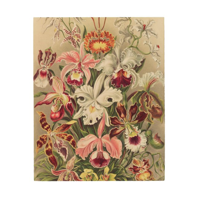 Orchids, Orchideae Denusblumen by Ernst Haeckel Wood Wall Art (Front)