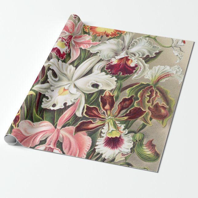 Orchids, Orchideae Denusblumen by Ernst Haeckel Wrapping Paper (Unrolled)
