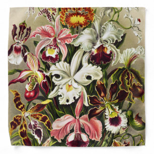 Orchids, Orchideae Denusblumen Ernst Haeckel Bandana