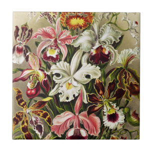 Orchids, Orchideae Denusblumen Ernst Haeckel Ceramic Tile