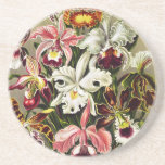 Orchids, Orchideae Denusblumen Ernst Haeckel Coaster<br><div class="desc">Orchids,  Orchideae Denusblumen Ernst Haeckel from Kunstformen der Natur (1904). Pretty Vintage Beautiful colorful dark red pink maroon white flowers illustration</div>