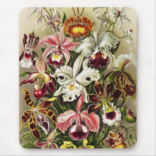 Orchids Orchideae Denusblumen Ernst Haeckel Mouse Pad