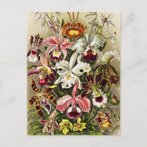 Orchids Orchideae Denusblumen Ernst Haeckel Postcard