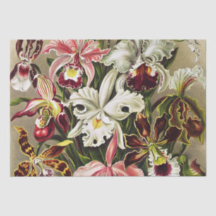 Orchids, Orchideae Denusblumen Ernst Haeckel Tissue Paper