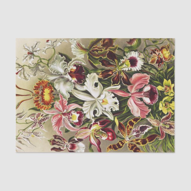Orchids, Orchideae Denusblumen Ernst Haeckel  Tissue Paper (Front)