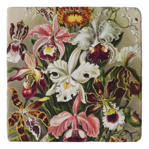 Orchids, Orchideae Denusblumen Ernst Haeckel Trivet