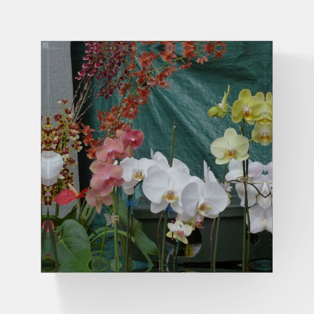 Orchids Paperweight (Front)