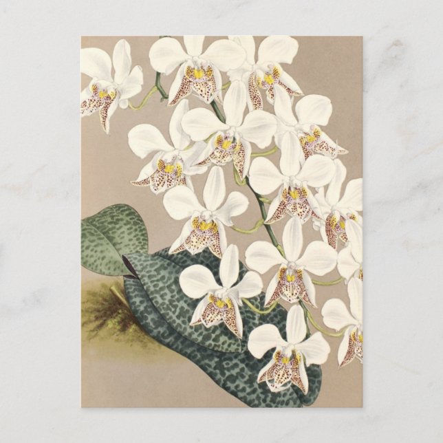 Orchids Postcard (Front)