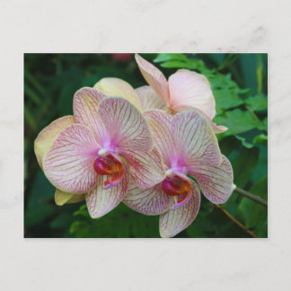 Orchids Postcard