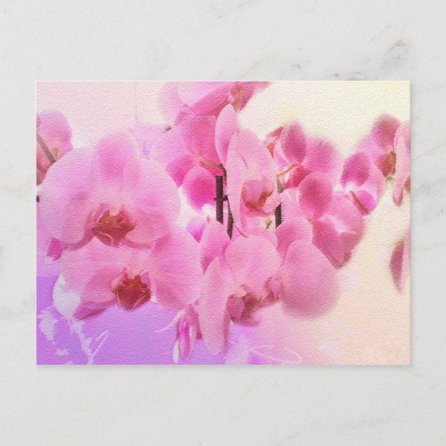 orchids. postcard (Front)
