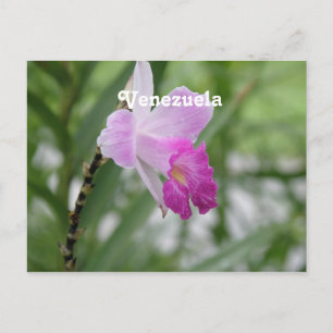 Orchids Postcard