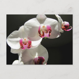 Orchids Postcard