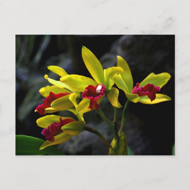 Orchids Postcard (Front)