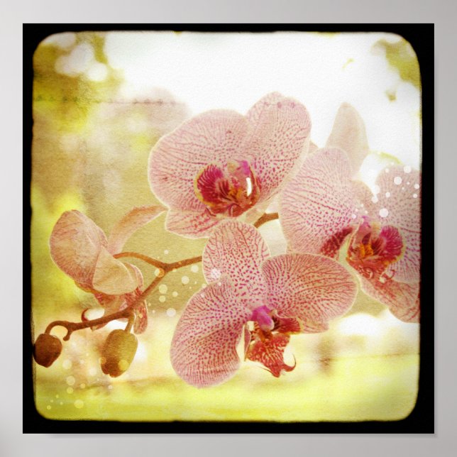 Orchids Poster (Front)