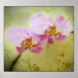 Orchids Poster at Zazzle