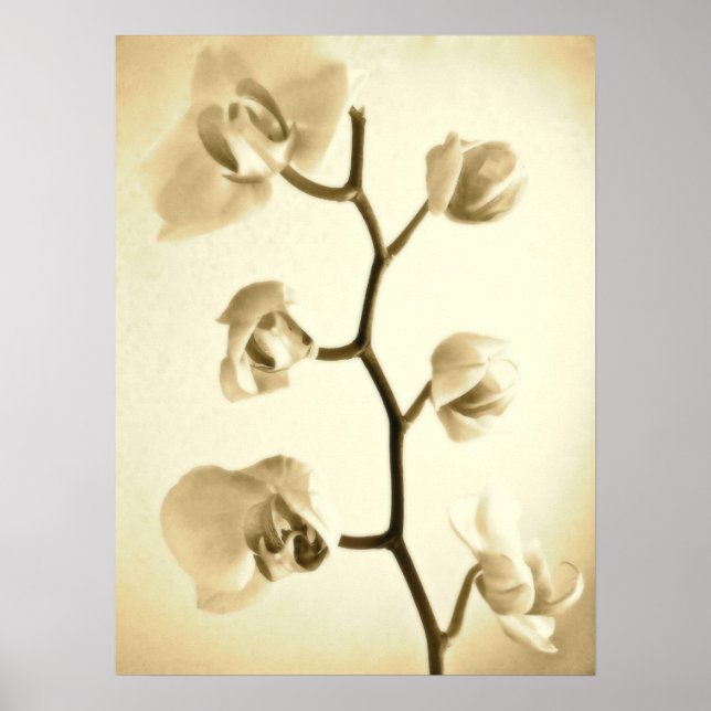 Orchids {Sepia} | Poster (Front)