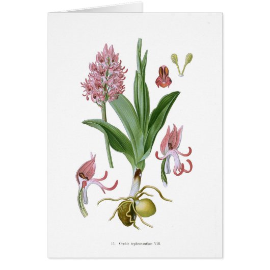 Orchis tephrosanthos cards (Front)