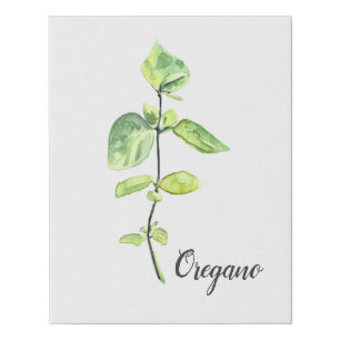Oregano Herb Watercolor Illustration Faux Canvas Print