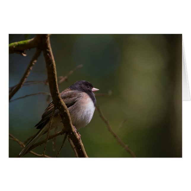 Oregeon Junco Cards (Front Horizontal)