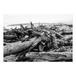 Oregon Coast Driftwood Black and White Print