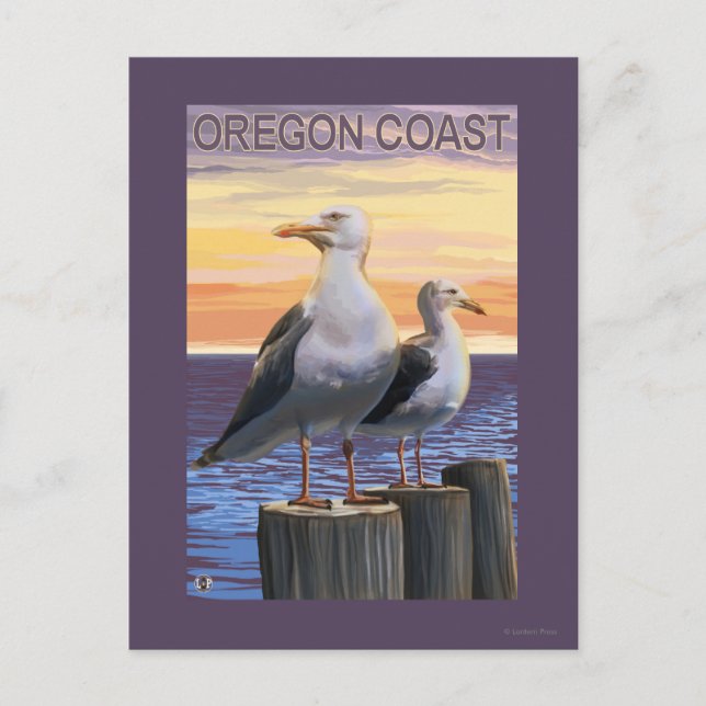Oregon Coast Sea Gulls Postcard (Front)