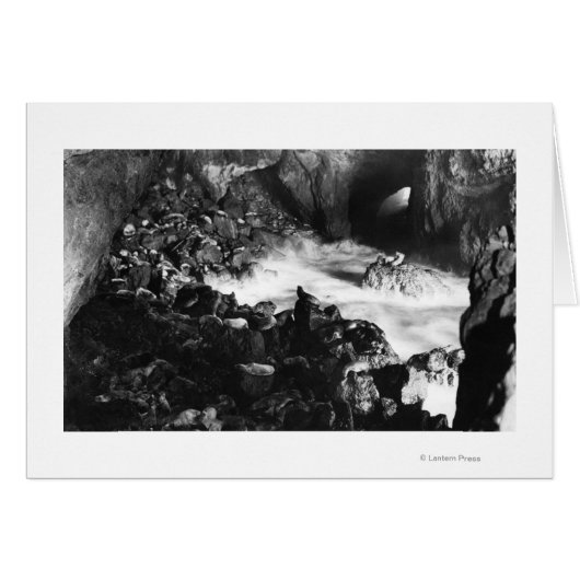 Oregon Coast Sea Lion Caves Interior View (Front Horizontal)