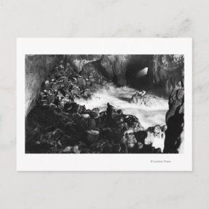 Oregon Coast Sea Lion Caves Interior View Postcard