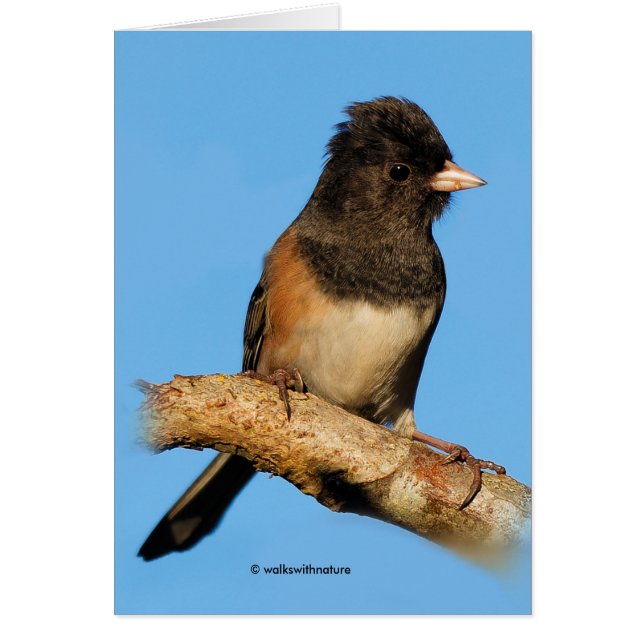 Oregon Dark-Eyed Junco on the Cherry Tree Cards (Front)