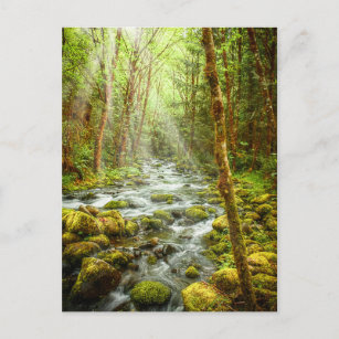 Oregon Fantasy Forest Stream Postcard