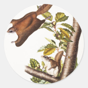 Oregon Flying Squirrel (Pteromys Origonensis) Classic Round Sticker