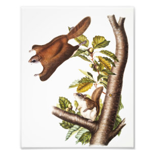 Oregon Flying Squirrel (Pteromys Origonensis) Photo Print