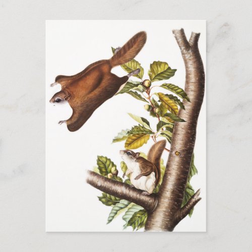 Oregon Flying Squirrel Pteromys Origonensis  Postcard