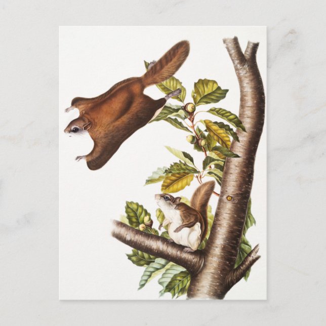 Oregon Flying Squirrel (Pteromys Origonensis)  Postcard (Front)