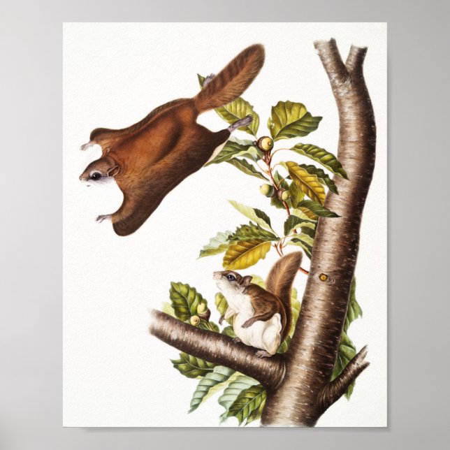 Oregon Flying Squirrel (Pteromys Origonensis)  Poster (Front)